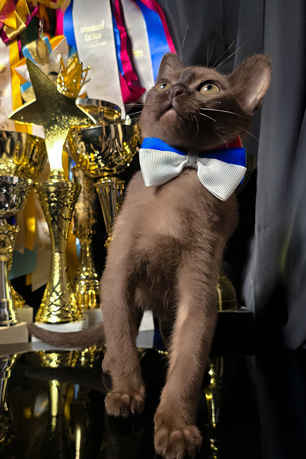Bruno | Burmese Kitten