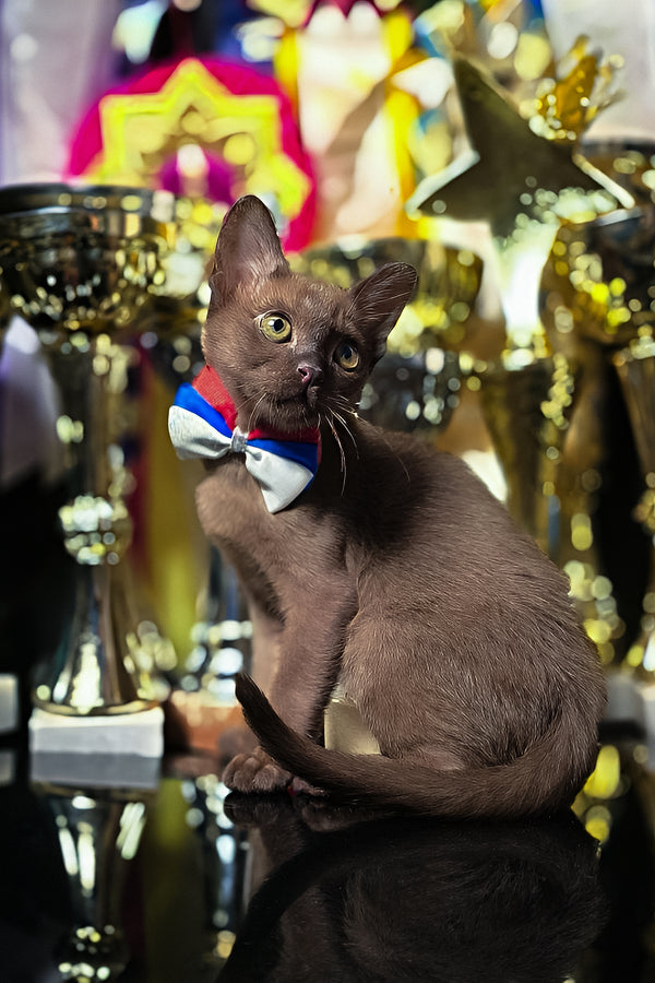 Bruno | Burmese Kitten