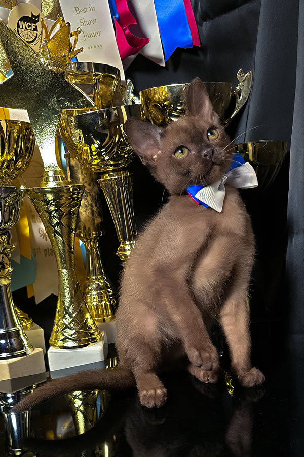 Bruno | Burmese Kitten