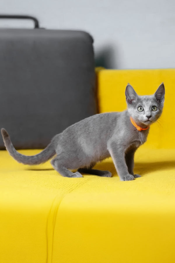 Wasabi | Russian Blue Kitten