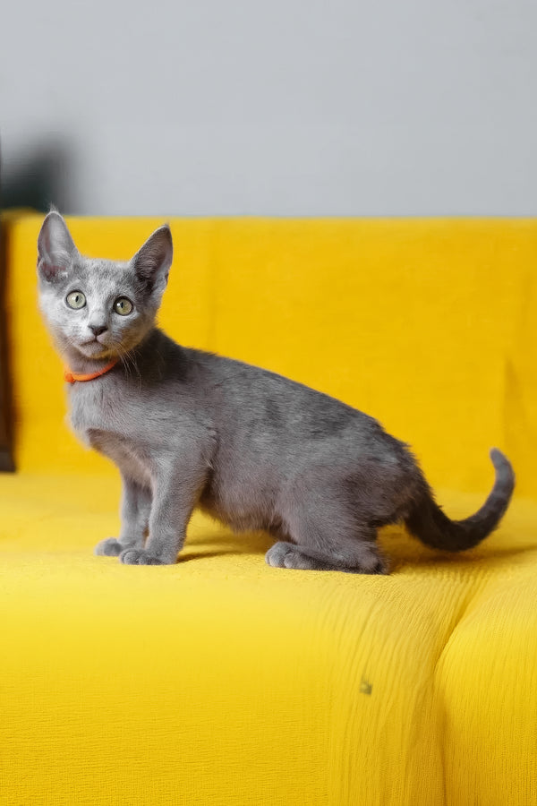 Wasabi | Russian Blue Kitten