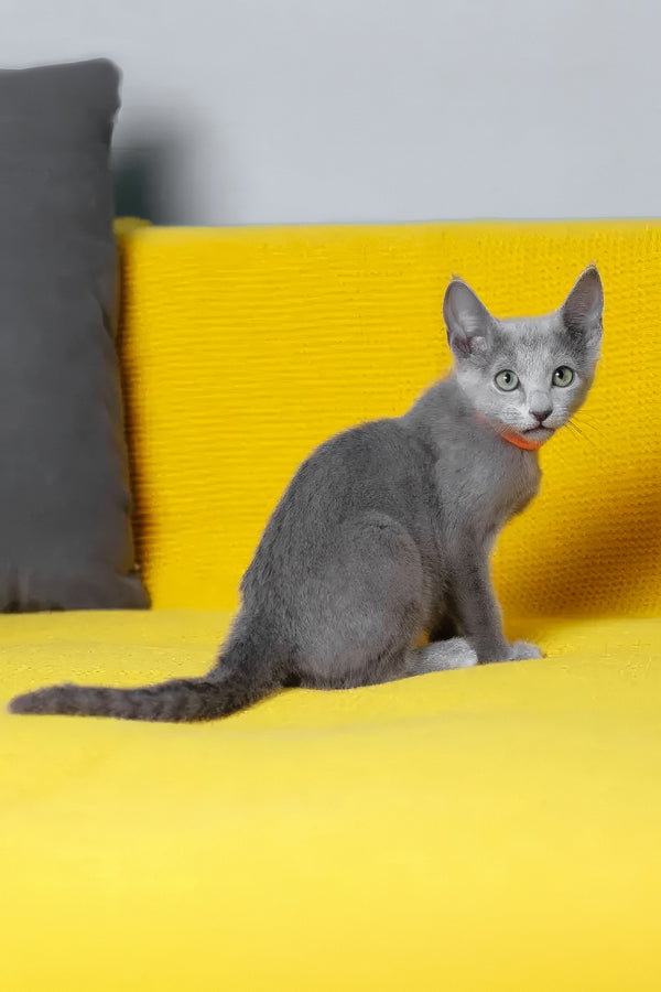 Wasabi | Russian Blue Kitten
