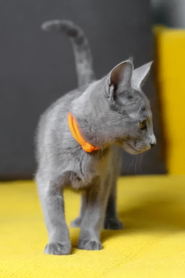 Wasabi | Russian Blue Kitten
