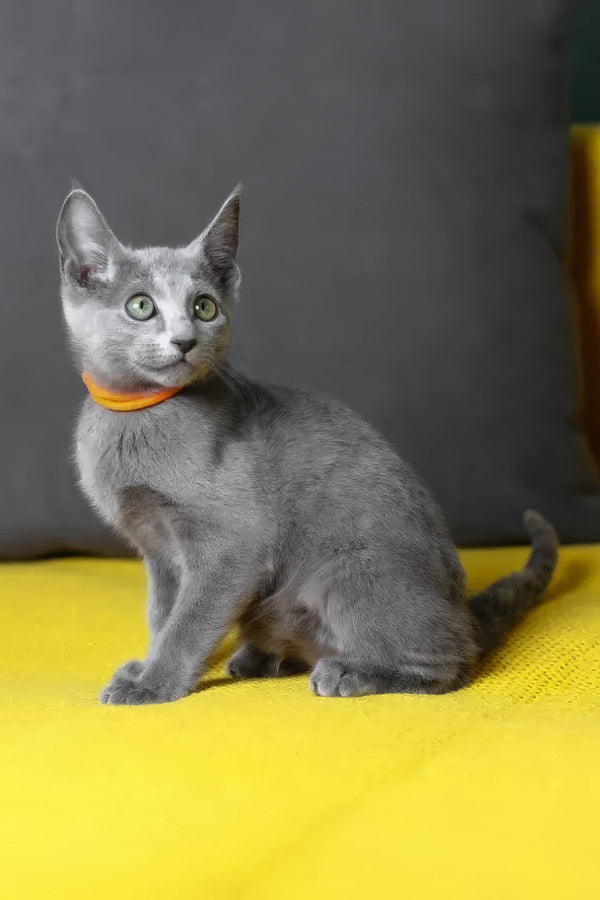 Wasabi | Russian Blue Kitten