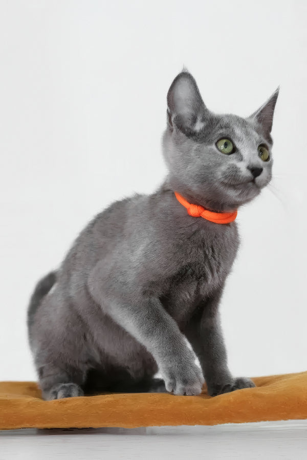 Wasabi | Russian Blue Kitten