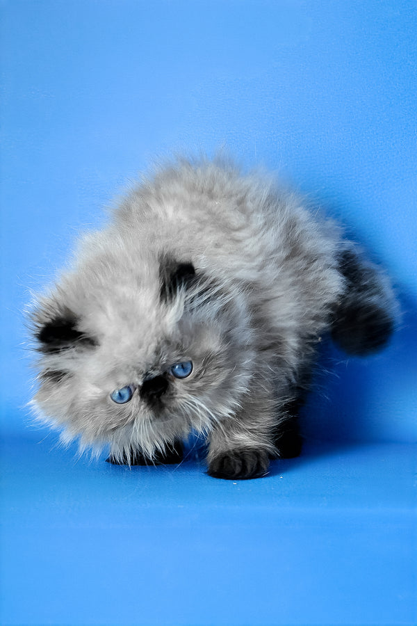 Pupa | Persian Kitten