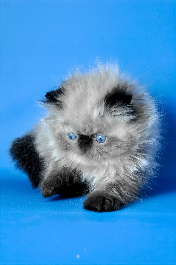 Pupa | Persian Kitten
