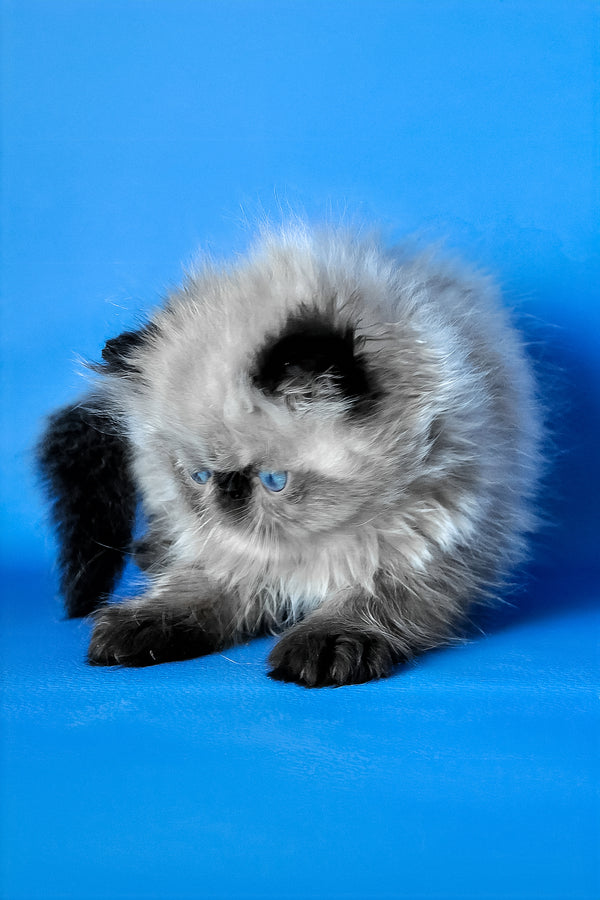 Pupa | Persian Kitten