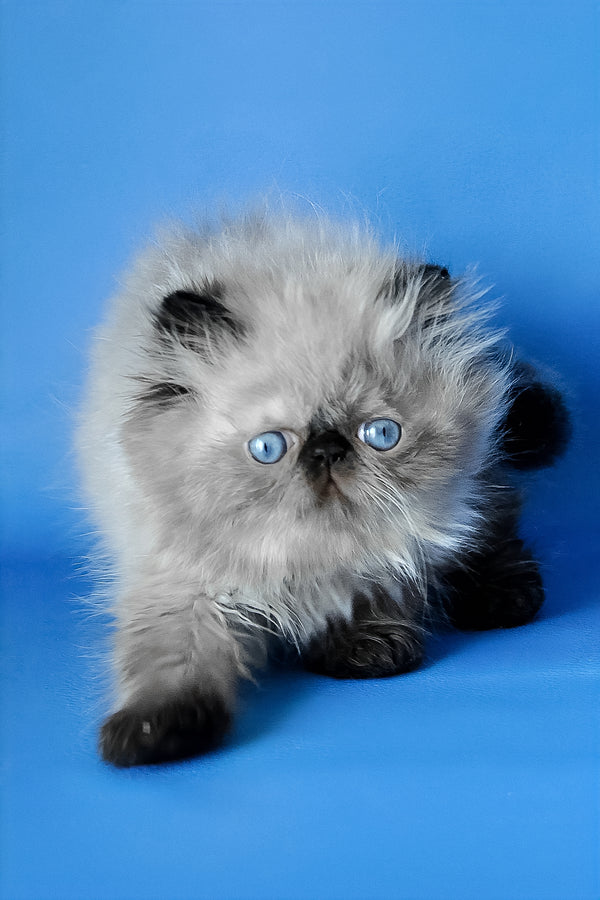 Pupa | Persian Kitten
