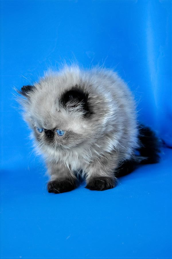 Pupa | Persian Kitten