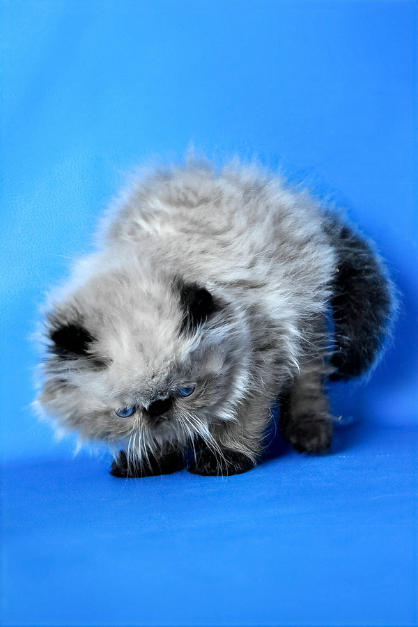 Pupa | Persian Kitten