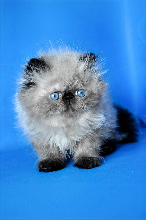 Pupa | Persian Kitten