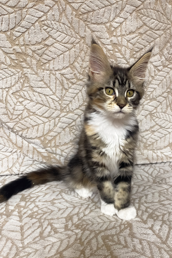 Palmyra | Maine Coon Kitten