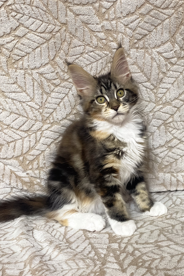 Palmyra | Maine Coon Kitten