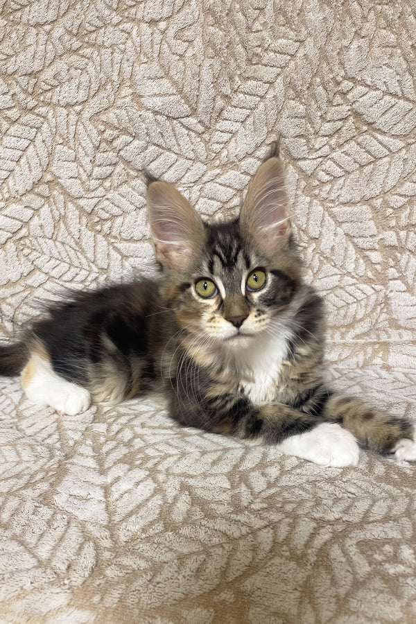 Palmyra | Maine Coon Kitten