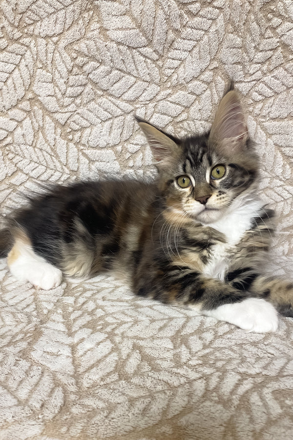 Palmyra | Maine Coon Kitten