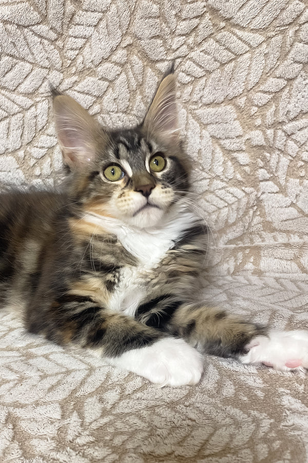 Palmyra | Maine Coon Kitten