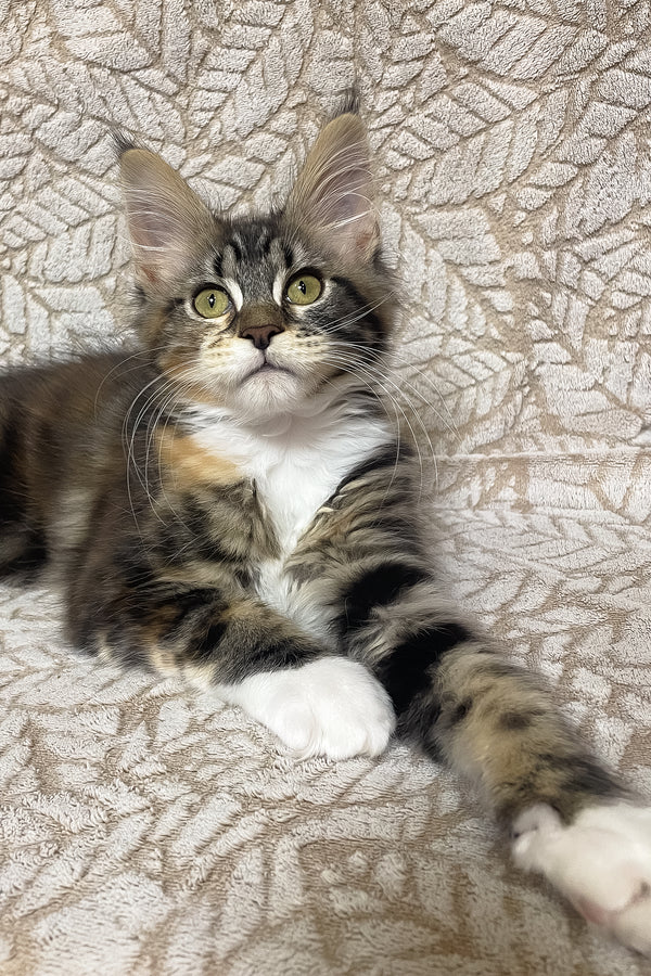 Palmyra | Maine Coon Kitten