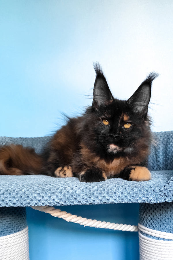 Panda | Maine Coon Kitten