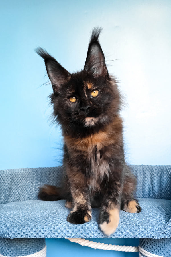 Panda | Maine Coon Kitten