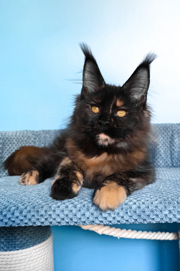 Panda | Maine Coon Kitten