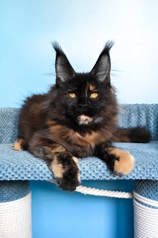 Panda | Maine Coon Kitten