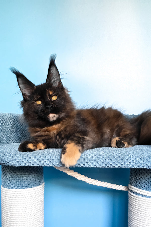 Panda | Maine Coon Kitten