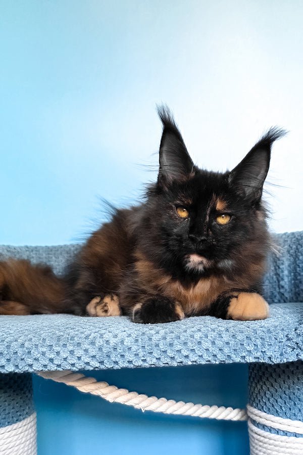 Panda | Maine Coon Kitten