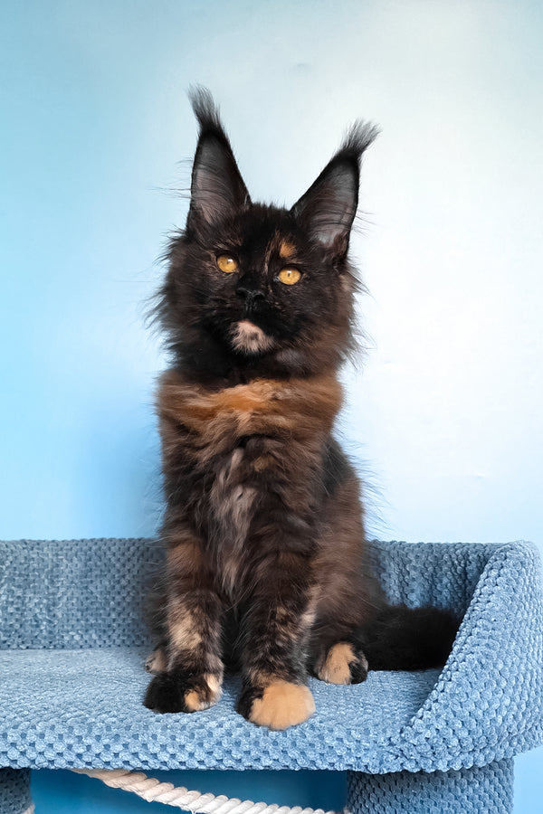 Panda | Maine Coon Kitten