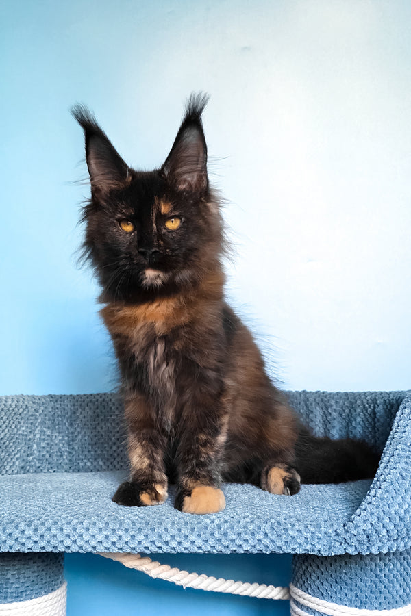 Panda | Maine Coon Kitten