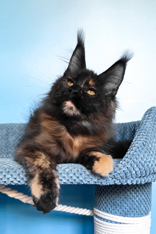 Panda | Maine Coon Kitten