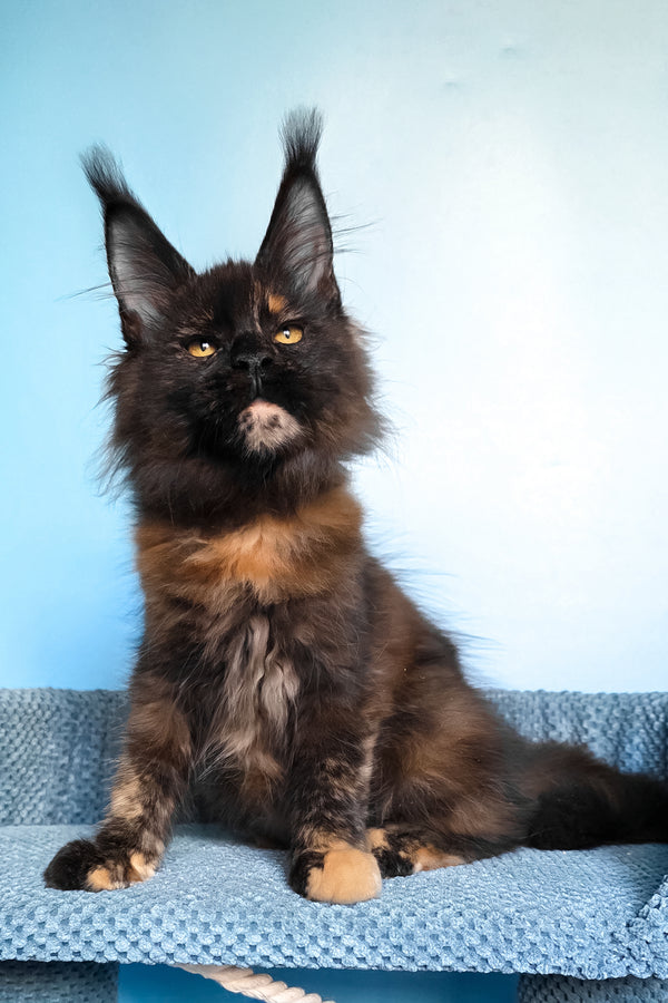 Panda | Maine Coon Kitten
