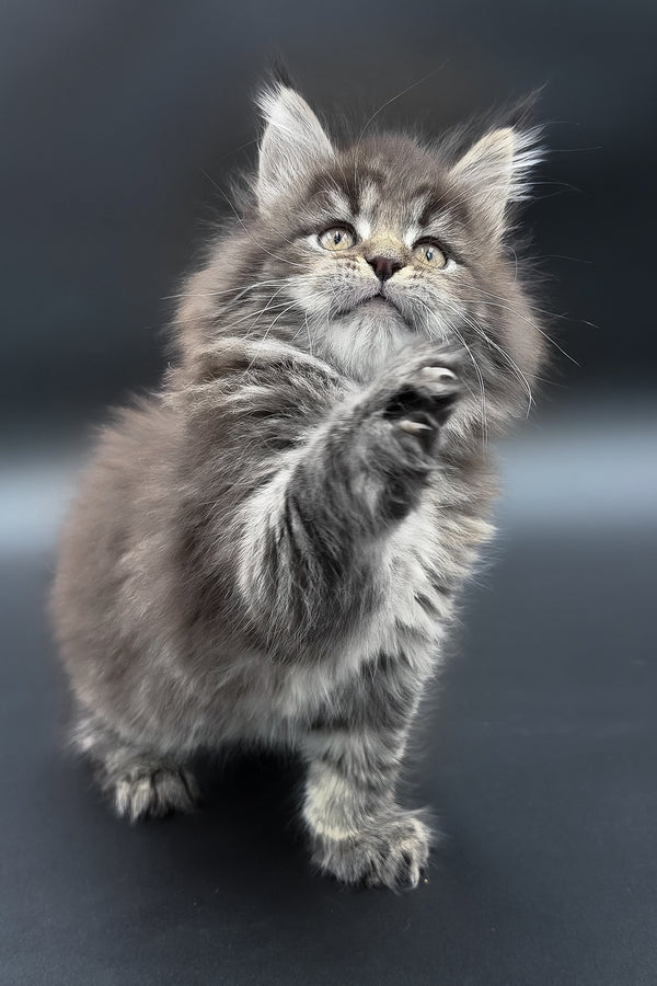 Pandora | Maine Coon Kitten