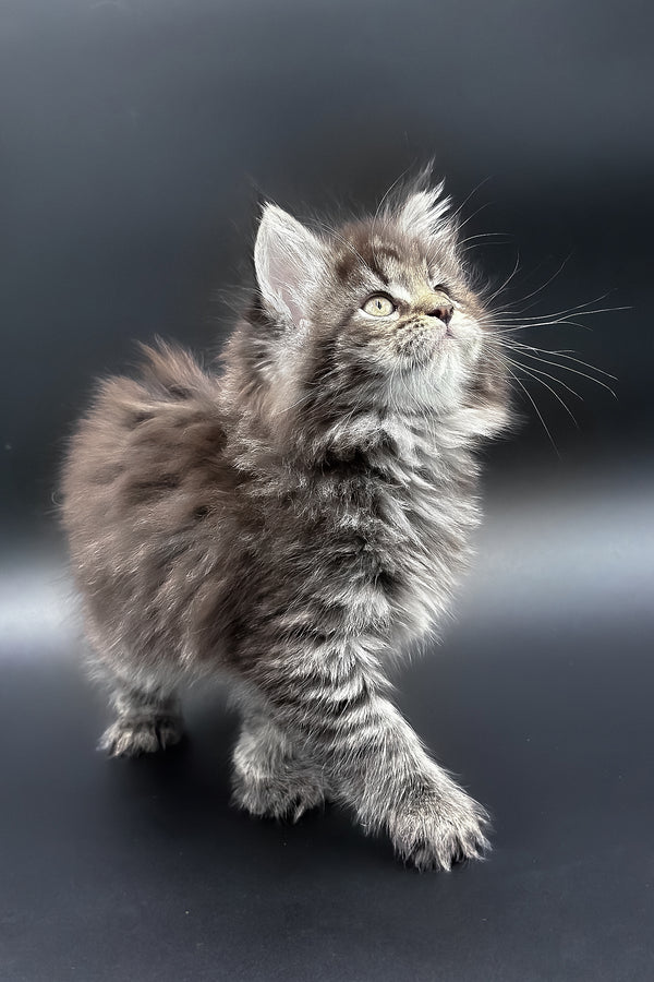 Pandora | Maine Coon Kitten