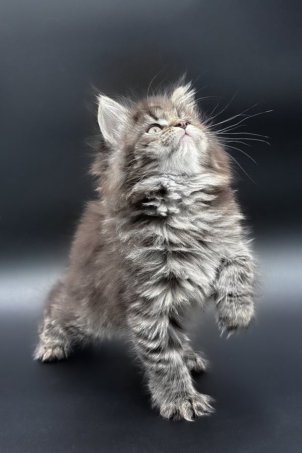 Pandora | Maine Coon Kitten