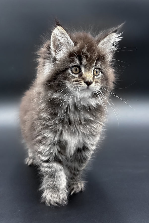 Pandora | Maine Coon Kitten