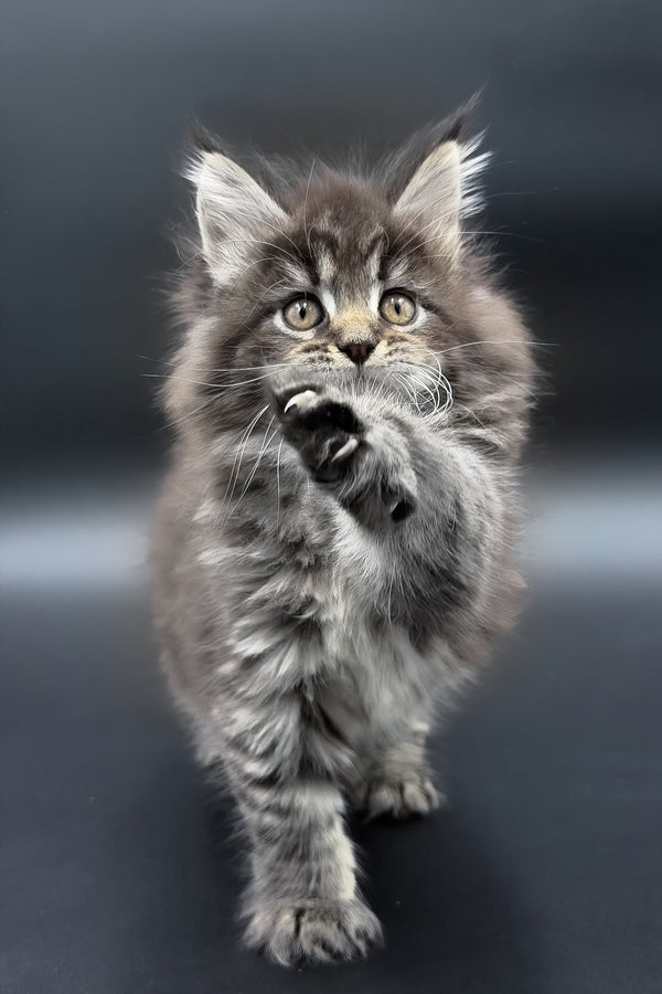 Pandora | Maine Coon Kitten