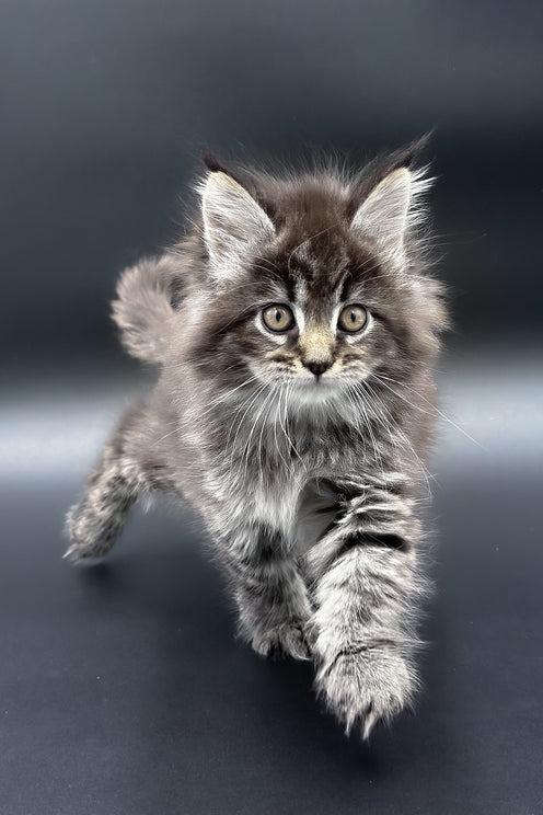 Pandora | Maine Coon Kitten