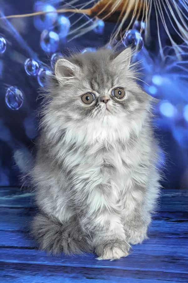 Pandora | Persian Kitten