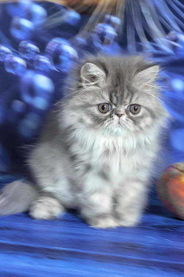 Pandora | Persian Kitten