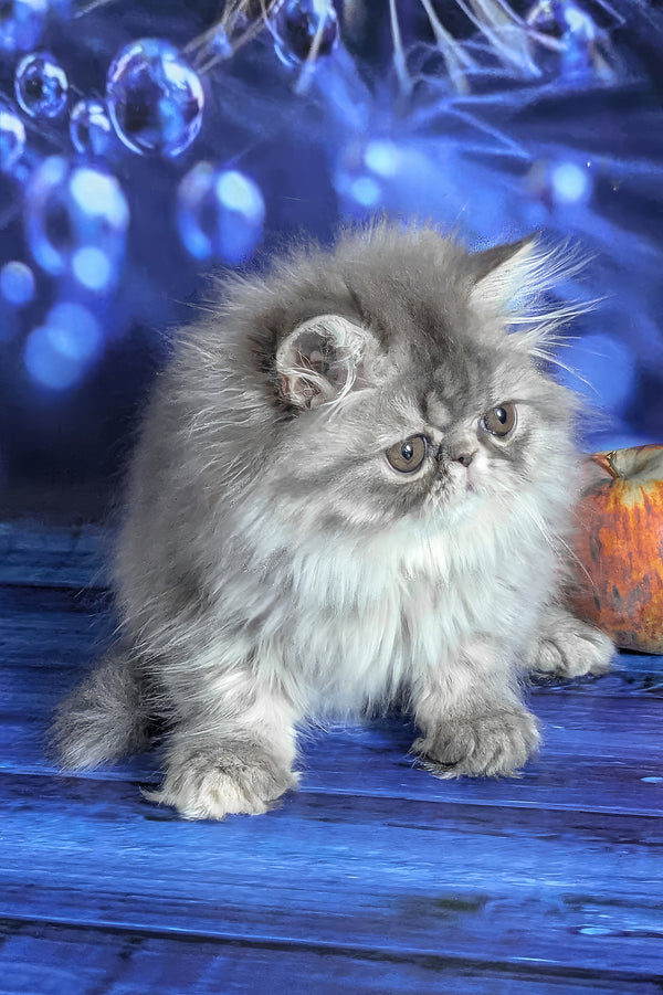 Pandora | Persian Kitten