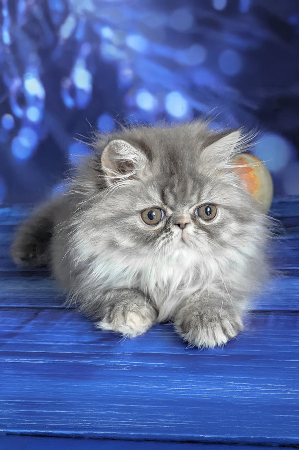 Pandora | Persian Kitten
