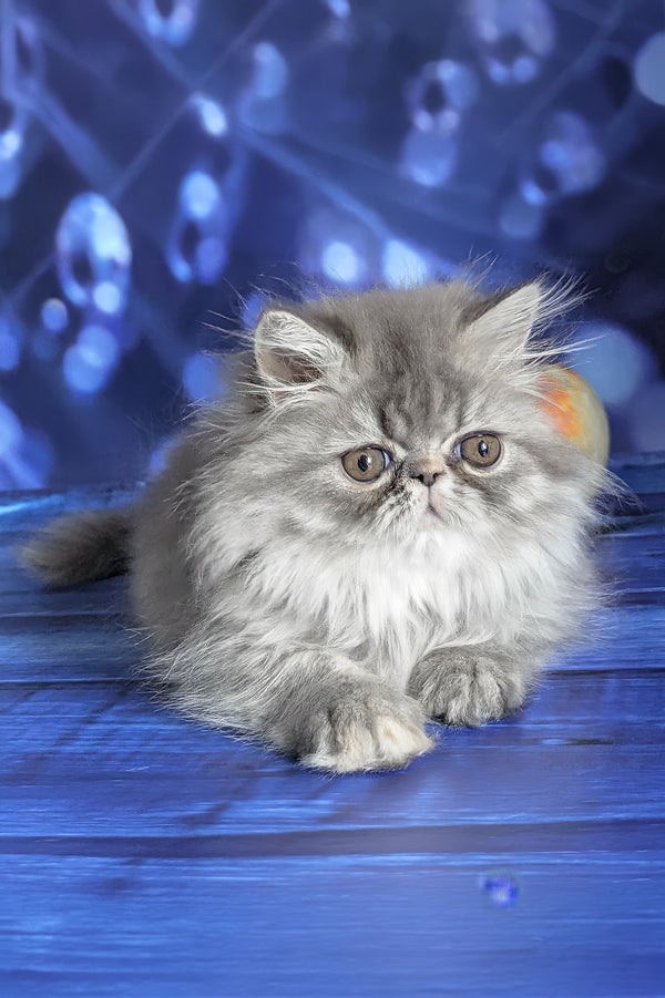 Pandora | Persian Kitten