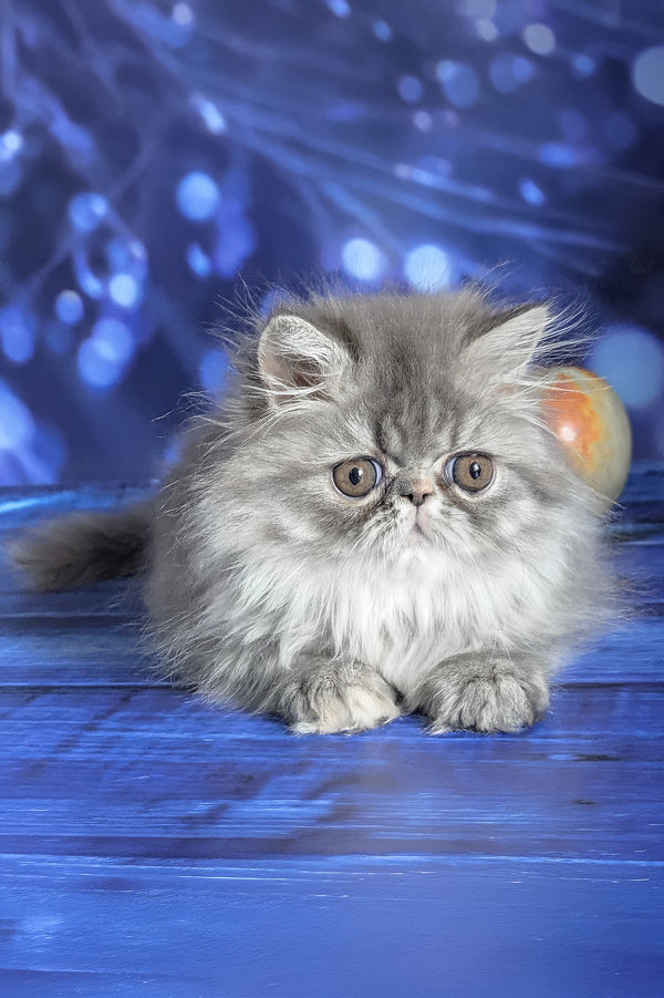 Pandora | Persian Kitten