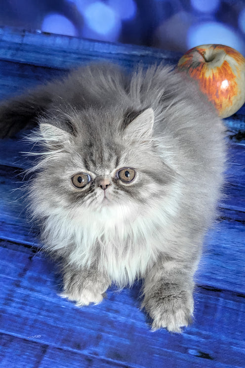 Pandora | Persian Kitten