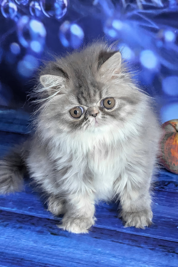 Pandora | Persian Kitten