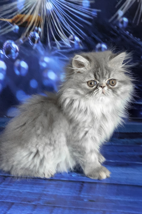 Pandora | Persian Kitten