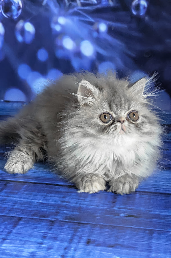 Pandora | Persian Kitten