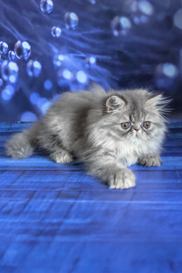 Pandora | Persian Kitten
