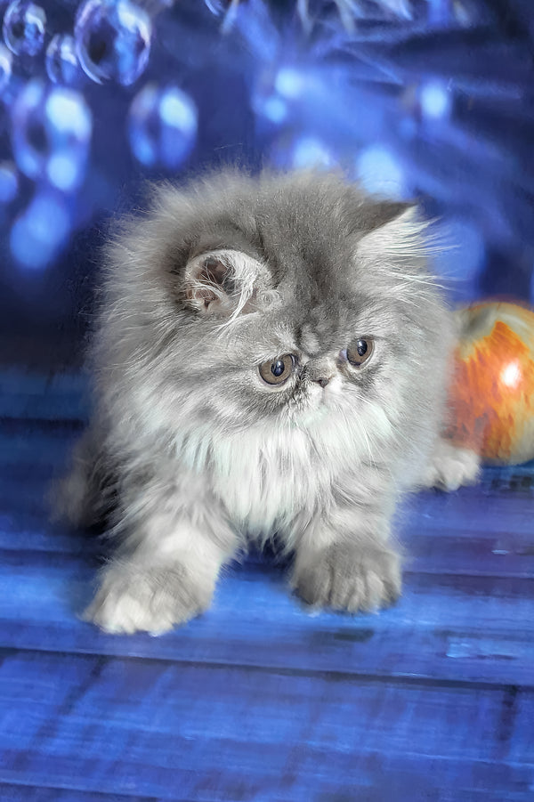 Pandora | Persian Kitten